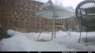 Backyard guests 16.02