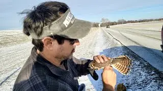 Trapping a Falcon
