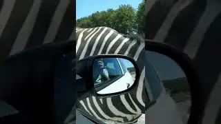 🦓 zebra walking in road.