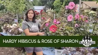 Hardy Hibiscus & Rose of Sharon