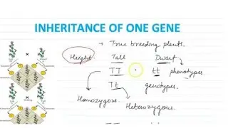 INHERITANCE OF ONE GENE |PRINCIPLES OF INHERITANCE AND VARIATION -03|GENETICS| BIOLOGY CLASS 12
