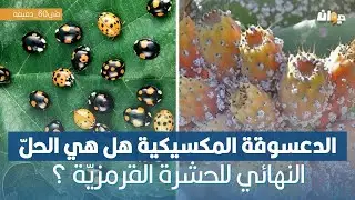هل يأكل الإنسان الحشرة القرمزيّة وهل هي استثمار في بعض الدول؟