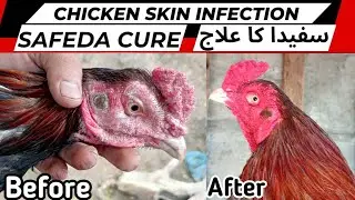 Aseel Murga ka Sufaidy ka illaj / Aseel face dry skin Treatment / #aseeltreatments #poultryfarming