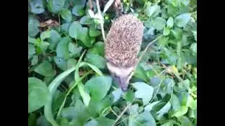 Hedgehog in South Africa