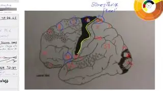 brodmann areas overview 1