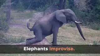 Itch Happens: Elephants Scratching Everything in Sight! 😂