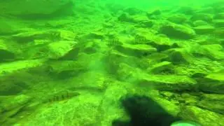 Playing with Perch on safety stop scuba diving