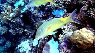 Yellowsaddle goatfish (Parupeneus cyclostomus), Золотистая зубатая