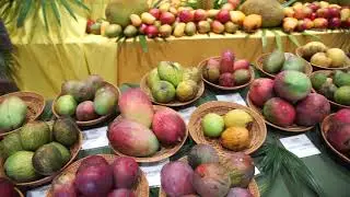 Fairchild's Mango & Tropicl Fruit Festival
