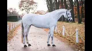 !!!! SOLD !!!!! DRESSAGE HORSE FOR SALE - 2009 Schoolmaster M Level