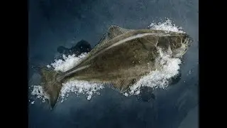 Секреты обитания палтуса, рацион и факты, которые вам понравятся!