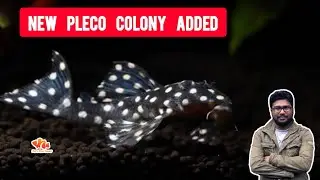New L Series Pleco Colony Added to Our Fishroom