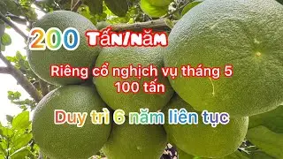Cập Nhật vườn bưởi hơn 200 tấn/năm của cô tư Định Quán ĐN