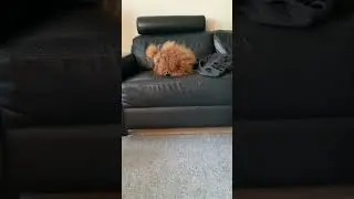 Nero throws his ball - he can throw