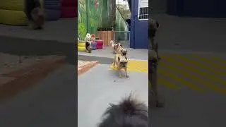 Petit The Dog Resort #dogbydog #doguinhobydoguinho #pets #dogturminha #shots #shortvideo #dogs #you