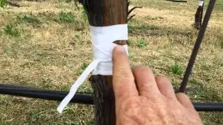 How to Grow Syrah Grapes