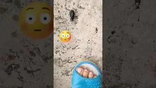 What kind of monster is this #bug #fannydog #shortsОткуда взялся этот усатый монстр?#жуки #бигль