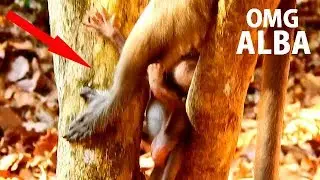 EMERGENCY CALL ANNA SAVE !! Pull - Pull Me Up ! Poor Alba slip fall stuck in gap tree cry shaking.