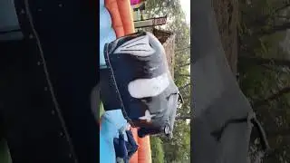 #bull  #funny  #funnyvideo 🤣🤣🤣🤣🤣