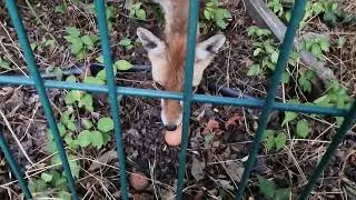 Лиса спряталась на обрыве от детей. The fox hid on the cliff behind the fence from the children
