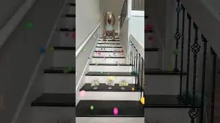 Impossible Ping Pong Money Challenge 🤑