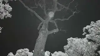 950nm Infrared Filter on a Full Spectrum Converted Full Frame Camera.