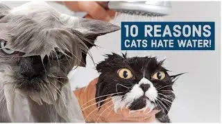 10 Reasons CATS Hate Water! They really don&rsquo;t like getting wet!