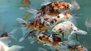 www.fishinnet.net Oranda Fantail calico