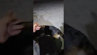 Merely Gali Padh Gayi!#funny #dogshorts #dog #doggo #furryfriend #leia #puppy