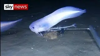 New species of snail-fish discovered