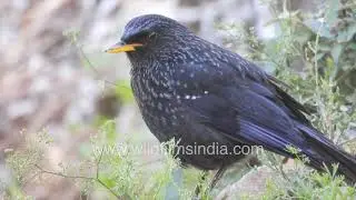 Himalayan Blue Whistling Thrush in natural habitat