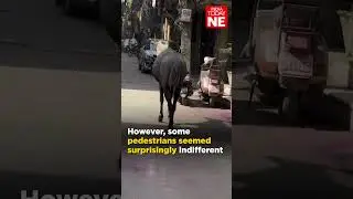 Nilgai spotted roaming the streets of Adarsh Nagar, Delhi #watch