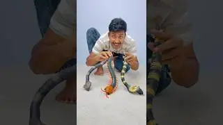 1 ta rc cobra snake 2 Unboxing