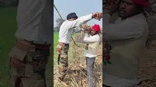गन्ना के खेत में पकड़ा गया चोर @Anshurani #videos