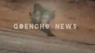 @Goencho news:- Leopard Seen in Borim See how he cross the road and enter near by house