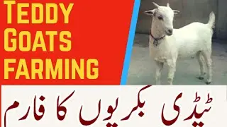 Teddy Goat Farm in Sindh Pakistan