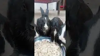 Bike maintenance by rabbits #music#electronicmusic#song #remix#dj#pet#bunny#songs #petrabbit#animals