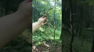 China Ginseng Wholesale: Wild/Cultivated/American | Best Price Guarantee | 20+ Years Supplier