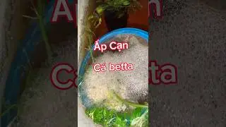 Ấp cạn c&aacute; betta | phần 1 | #thuducbettafarm #betta #animals #nguyentuan #shorts