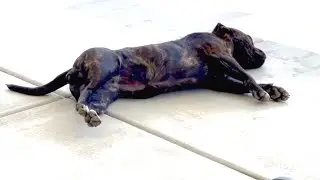 Dog&rsquo;s Drumsticks are so THICC when lying on her side her feet don&rsquo;t touch the ground #shorts