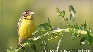 Birds of Nepal 1 (नेपालका चराहरु १ )