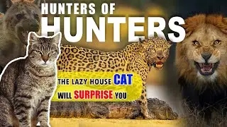 Top 10 Most Successful Hunters In The Animal Kingdom || Love Nature @top-10