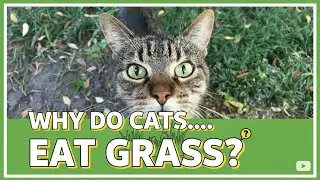 Почему кошки едят траву? 🌿🐱
