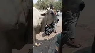assalamualaikum dosto please subscribe my channel Mohammed khader ali