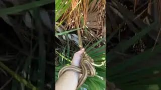 Yellow rat snake