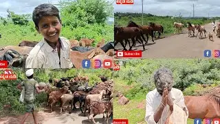 ಅಬ್ಬಾ 2000 ಸಾವಿರ ಕುರಿಗಳು ( ಶಾಲೆಗೆ ಹೋಗಲ್ಲ ಕುರಿ ಕಾಯಿತಿನಿ ಅಂತಾರೆ ಹುಡುಗುರು )