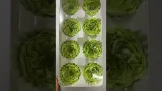 Preserved Austin rose bud in box wholesale premium quality✨#roses #rosebud #sayefloral #dryflower