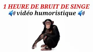 Bruit de Singe 1h