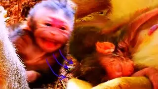 After giving birth moment, mother is putting newborn baby monkey to relax on the rock without milk
