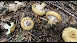 Lactarius scrobiculatus, October 15, 2023
